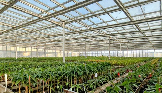 市场策略在种苗供应中的适用情况与限制分析
